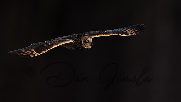 Short-eared Owl