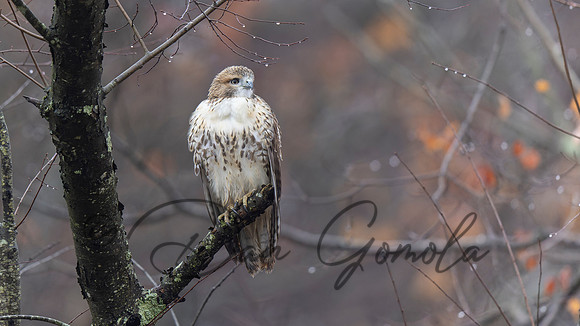 Red-tailed Hawk