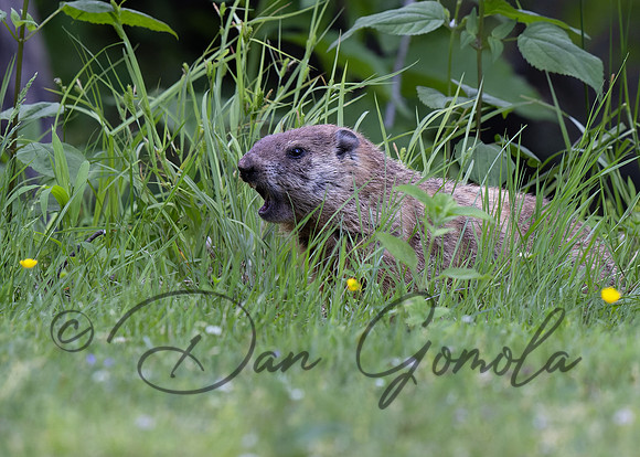 Ground Hog