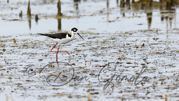 Black-necked Stilt