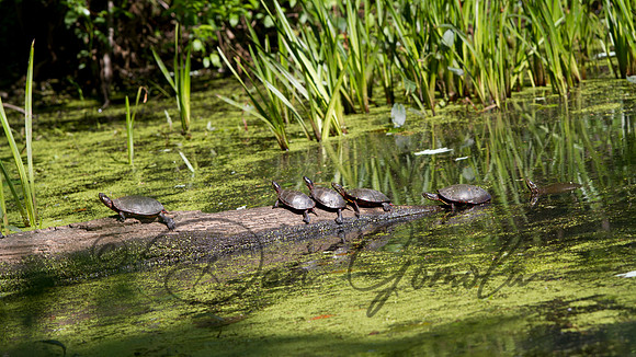Eastern Painted Turtle