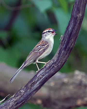 Chipping Sparrow