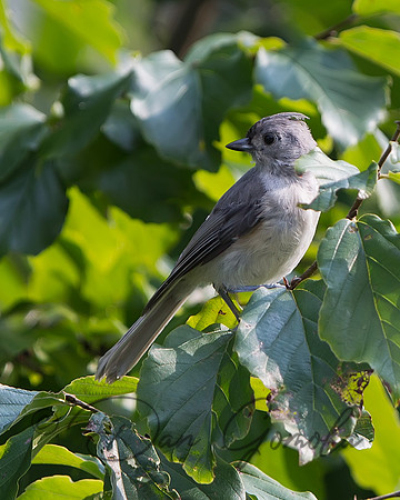Tufted Titmouse