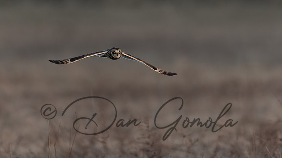 Short-eared Owl
