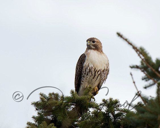 Red-tailed Hawk