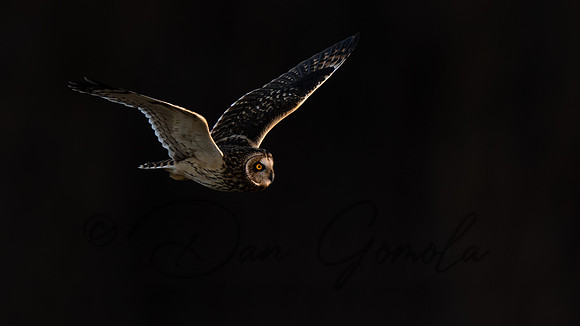 Short-eared Owl