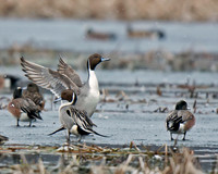 Northern Pintail
