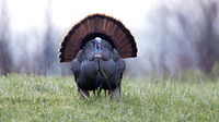 Wild Turkey