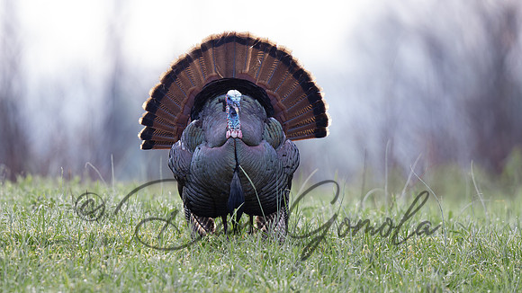 Wild Turkey
