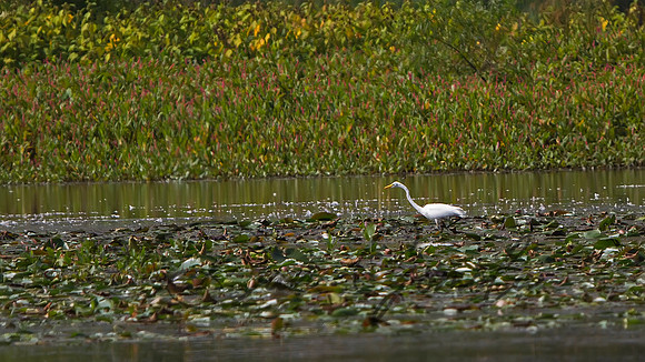 Great Egret