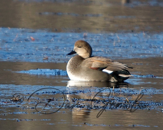 Gadwall