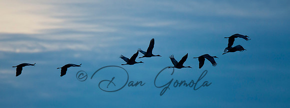 Sandhill Crane
