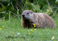 Ground Hog