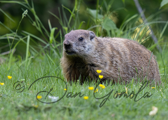 Ground Hog