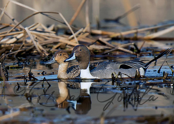 Northern Pintail