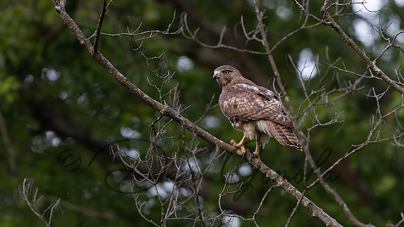 Red-tailed Hawk