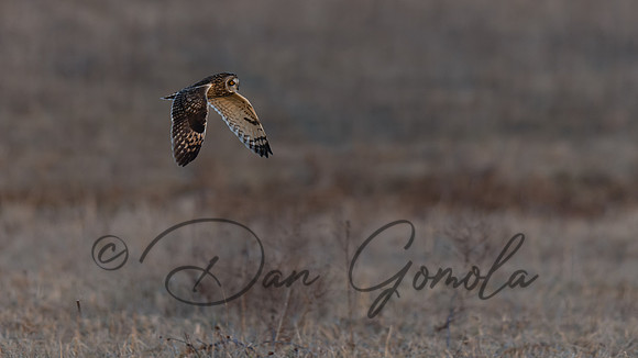 Short-eared Owl