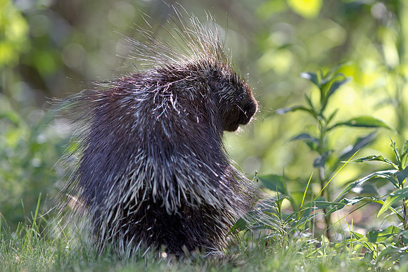 Porcupine