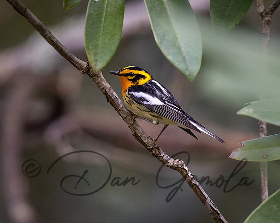 Blackburnian Warbler