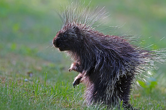 Porcupine
