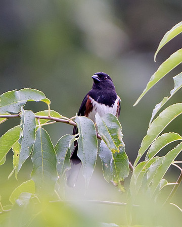 Eastern Towhee