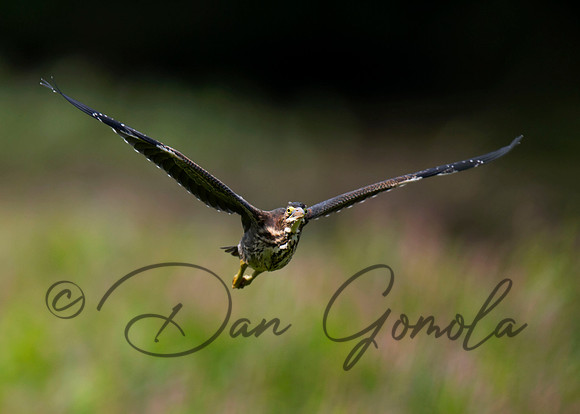 Green Heron