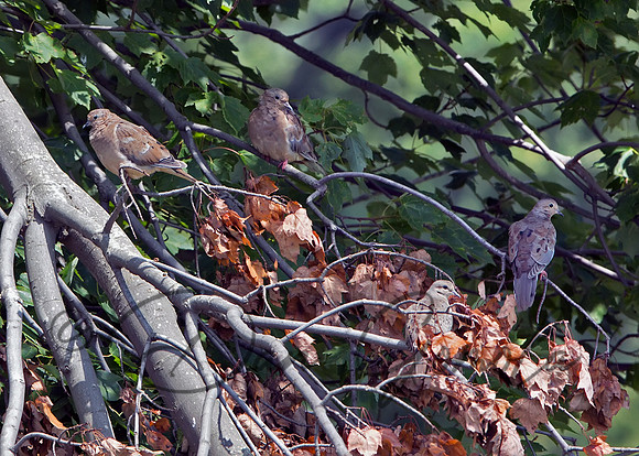 Mourning Dove