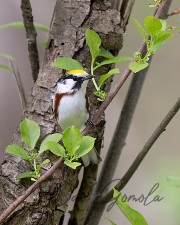 Chestnut-sided Warbler