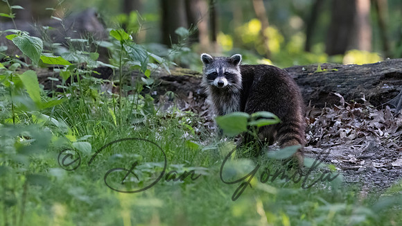 Raccoon
