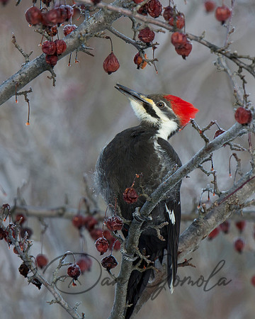Pileated Woodpecker