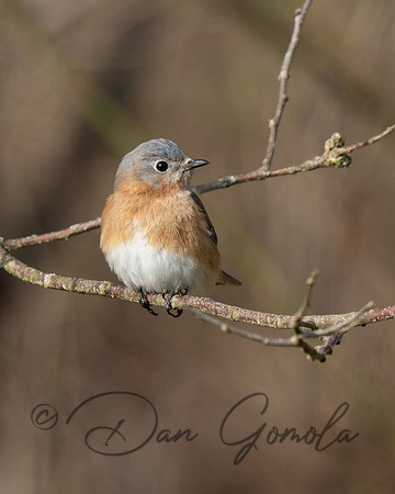 Eastern Bluebird