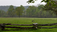 Wild Turkey