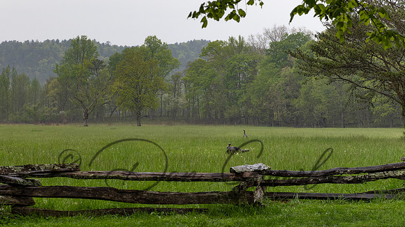Wild Turkey