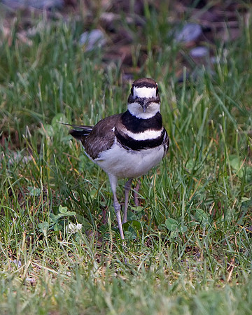 Killdeer