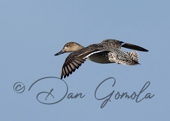 Northern Pintail