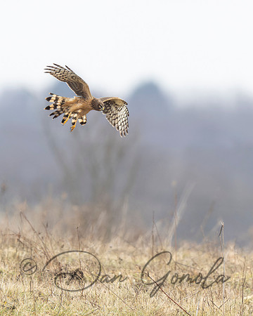 Northern Harrier