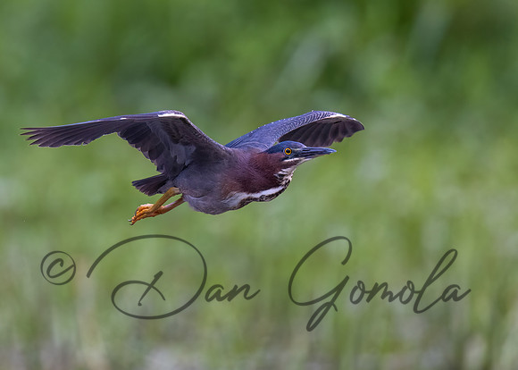 Green Heron
