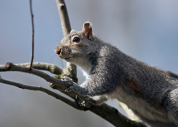 Eastern Gray Squirrel
