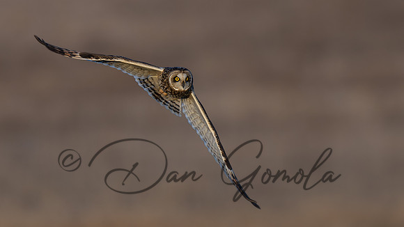 Short-eared Owl