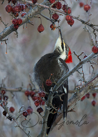 Pileated Woodpecker