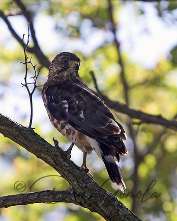 Broad-winged Hawk