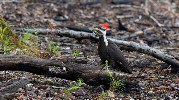 Pileated Woodpecker