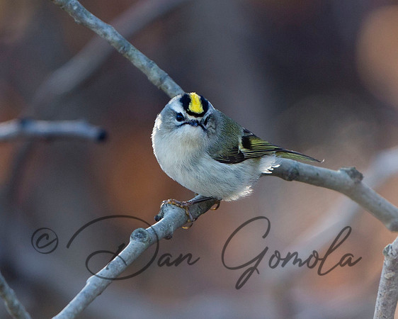 Golden-crowned Kinglet