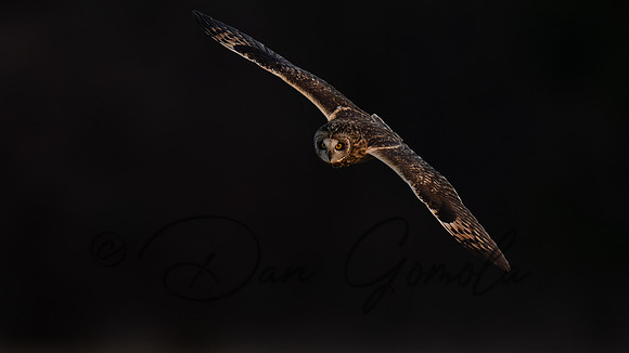 Short-eared Owl