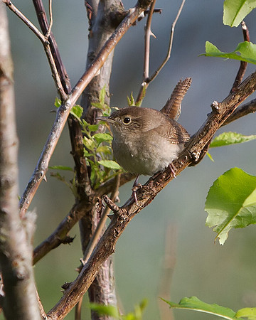 House Wren