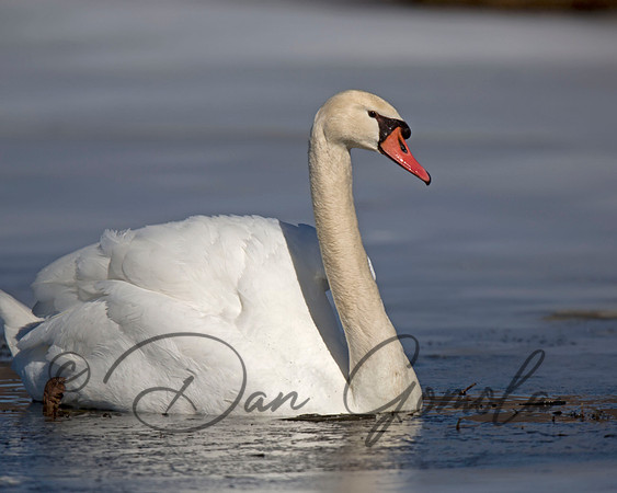 Mute Swan