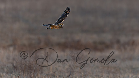 Short-eared Owl