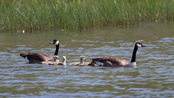 Canada Goose