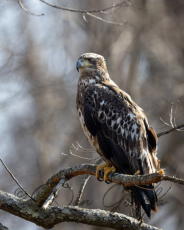 Bald Eagle