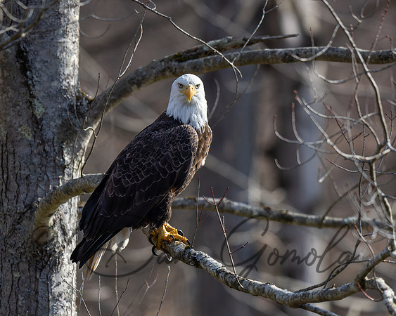 Bald Eagle